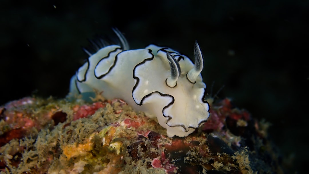 cau-chuyen-ve-ran-san-ho-great-barrier-reef-ky-quan-cua-the-gioi-3507
